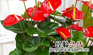 红掌怎么催花 红掌怎么让花红