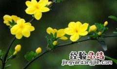 迎春花和连翘的区别是什么 迎春花和连翘的区别简单介绍