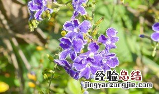 风铃花花语是什么 风铃花花语的介绍