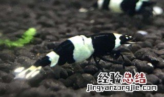 黑虎虾要怎么处理 黑虎虾的处理方法