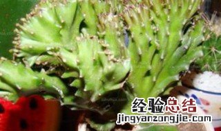 春峰在家居中的作用 春峰在家居中的好处介绍
