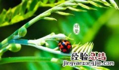 惊蛰过后是什么 惊蛰过后是什么季节