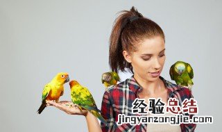 牡丹鹦鹉黄桃跟绿桃哪个聪明 牡丹鹦鹉黄桃跟绿桃聪明的是哪个