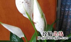 白掌花变黄是怎么回事 白掌花变黄是怎么回事儿