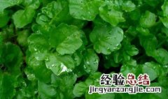 孕妇可以吃豆瓣菜吗 豆瓣菜的作用介绍