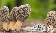 羊肚菌怎么清洗才干净 干羊肚菌怎么清洗才干净