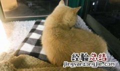 捡到猫预示什么 猫需要怎么养