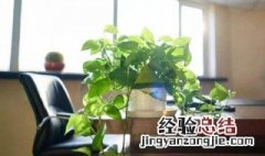 办公室植物风水讲究有哪些 办公室植物风水讲究有哪些图片