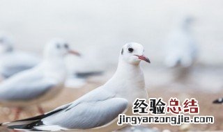 鸽子出壳最佳方法教程 鸽子出壳最佳方法教程视频