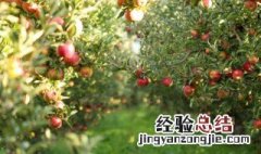 苹果树点灌正确方法 果树灌根的正确方法