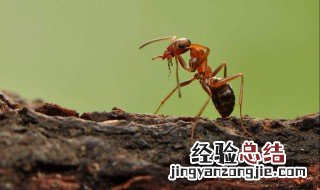 怎么驱走屋子的蚂蚁