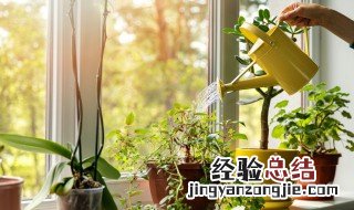 吊兰怎么种植的 吊兰如何种植