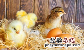 小鸡多少天可以脱温 小鸡要多久可以脱温