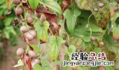 山药豆发芽了要怎么种植呢 山药豆发芽了要怎么种植