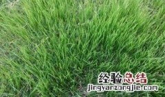 黑麦草什么时候播种 什么时候合适黑麦草播种