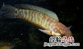 海鱼七星鱼是什么鱼 海鱼七星鱼是哪种类型的鱼