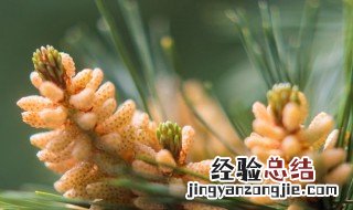 什么是松花粉 松花粉是什么