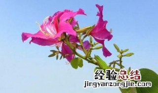 羊蹄甲盆景养殖技巧 羊蹄甲如何养殖