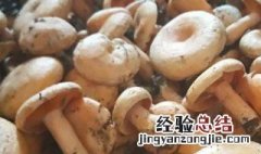 新鲜松菌冷冻的保存方法 松菌放在冰箱冷藏方法