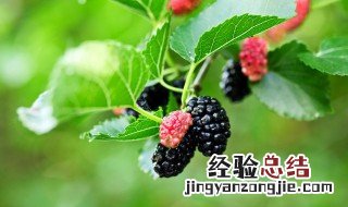 桑葚如何快速晒干 桑葚如何快速晒干保存