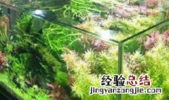 草缸开缸几天可以放鱼 草缸开缸三天可以放鱼吗