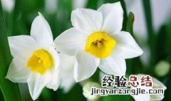 水仙花开花后怎么留种 水仙花开花后怎么留种子视频