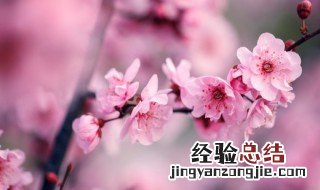 梅花的寓意和象征意义四个字 梅花的寓意和象征意义