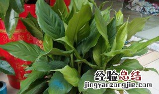 水培白掌不开花是怎么回事 水培白掌不开花怎么办