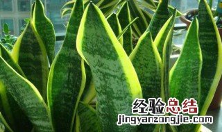家里摆放什么绿植最好 吊兰好养活吗