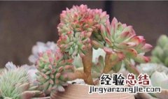 冬天怎么养多肉植物 冬天养殖多肉的方法