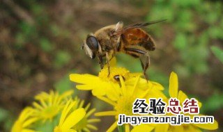 怎么养蜜蜂不会飞走 5种方法防止蜜蜂飞走