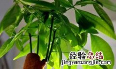 家门口种什么植物旺财 大门口种什么树能旺财