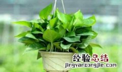 家里最适合种什么植物 种什么植物 美观又净化空气