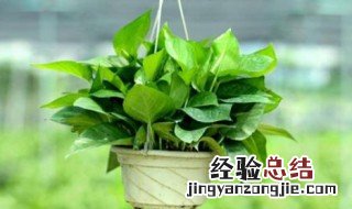 家里最适合种什么植物 种什么植物 美观又净化空气