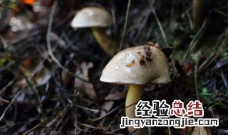 菌子的储存方法 菌子要怎么保存才新鲜