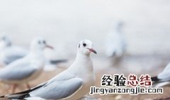 信鸽撞伤怎么处理 可以怎么处理信鸽的伤口