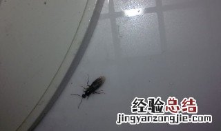 下雨前飞来飞去小虫子是什么 怎样消灭白蚁