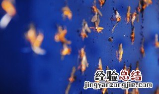 怎么消灭大水蚁 消灭大水蚁的小妙招