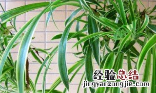 吊兰烂根卷叶怎么处理 解决吊兰烂根卷叶的方法