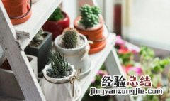 迷你盆栽怎么种 迷你盆栽种植方法