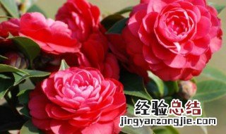 茶花春天落叶怎么处理 茶花春天落叶怎么办