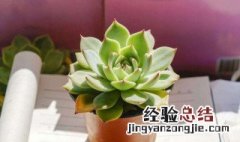 多肉类植物怎么养 多肉类植物如何养殖