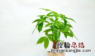 家里摆什么植物对人风水好 风水中最招财的植物