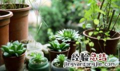 家里放绿植有什么讲究 可以摆什么植物呢