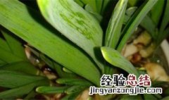 北方适合养什么盆栽 这些植物生命力强吗