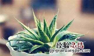 搬新家放哪些绿色植物 搬进新家适合摆放哪些植物