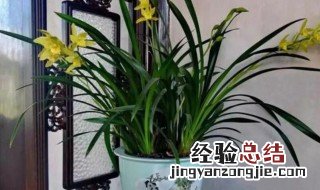家里植物摆放位置 家里植物摆放在什么地方好