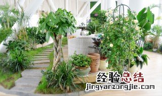 办公室内摆放几盆绿植为最佳风水放绿植的技巧 办公室内摆放绿植方法