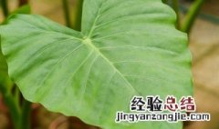 滴水观音夏天的养殖方法 滴水观音的养植方法