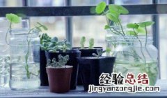 怎样养好水培植物 怎么养好水培植物